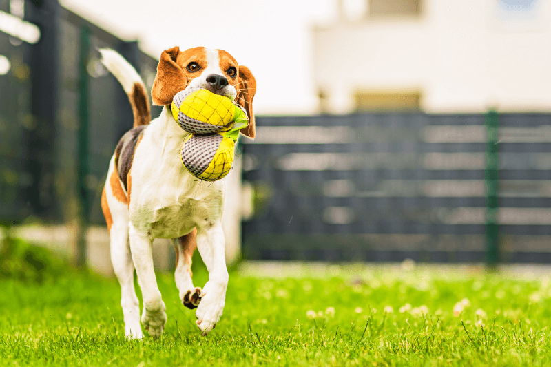 Important Things to Keep in Mind When Selecting the Best Artificial Grass for Dogs