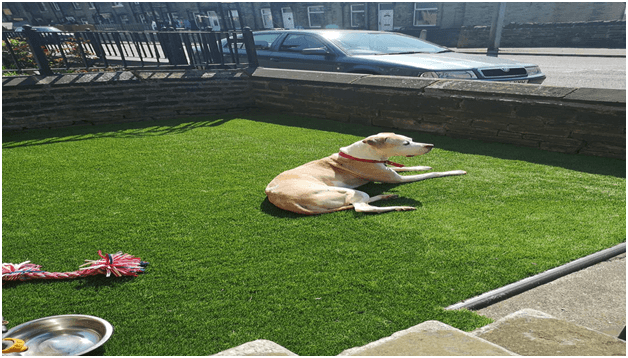 How Artificial Grass Buying isn’t as Difficult as You Think?