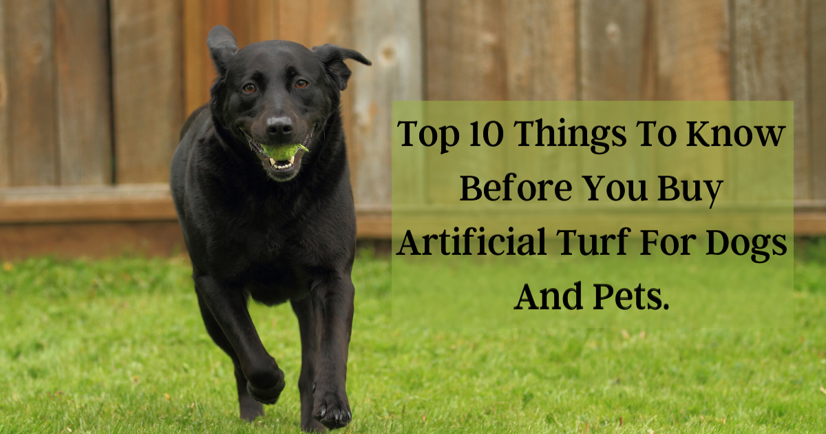 Top 10 Things To Know Before You Buy Artificial Turf For Dogs and  Pets 